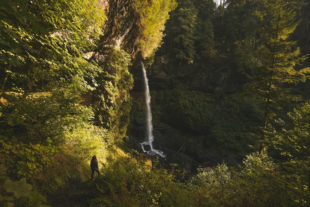 7 bonnes raisons et bienfaits d’aller se balader en forêt ce week-end !