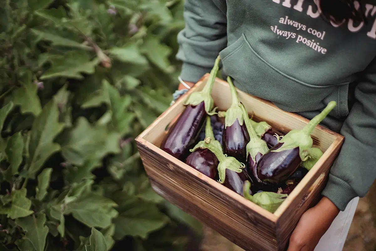 Quels sont les bienfaits de l’aubergine ?